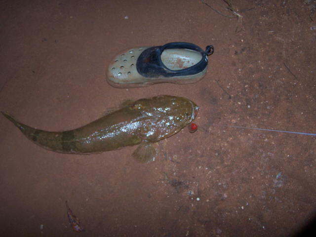 Creek flattie